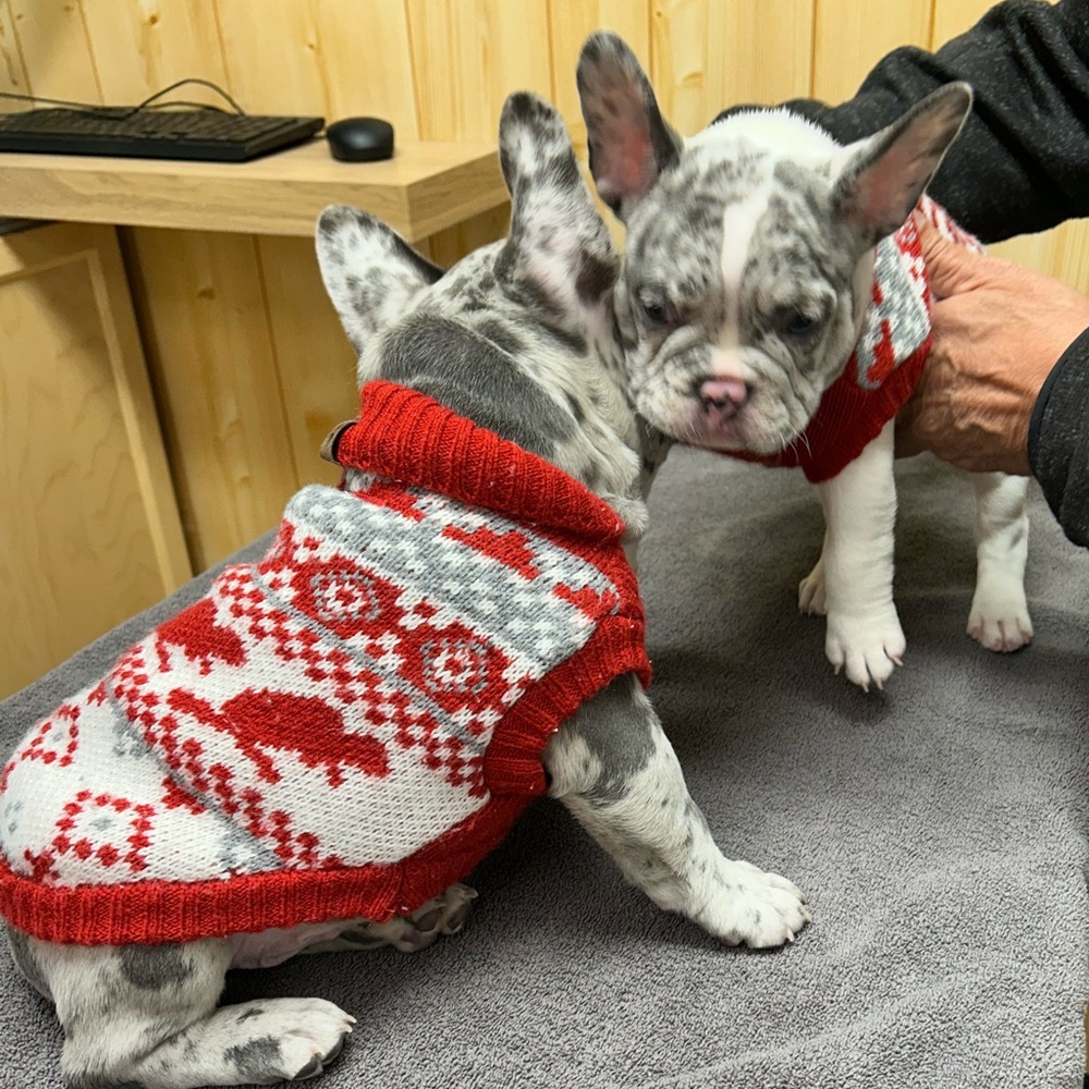 Four dog pullovers